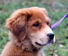 Prince the Retriever Blend Puppy