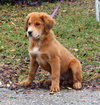 Prince the Retriever Blend Puppy