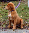 Prince the Retriever Blend Puppy