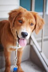 Prince the Retriever Blend Puppy