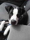 Oreo the Puppy