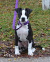 Oreo the Puppy