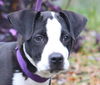 Oreo the Puppy