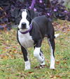 Oreo the Puppy
