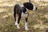 Oreo the Puppy