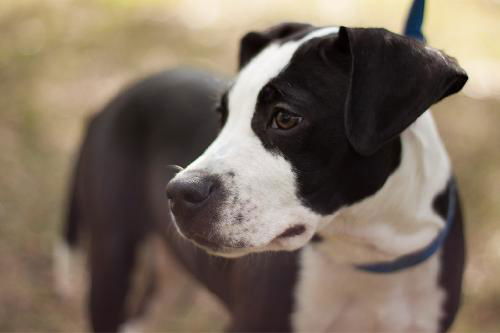 Oreo the Puppy