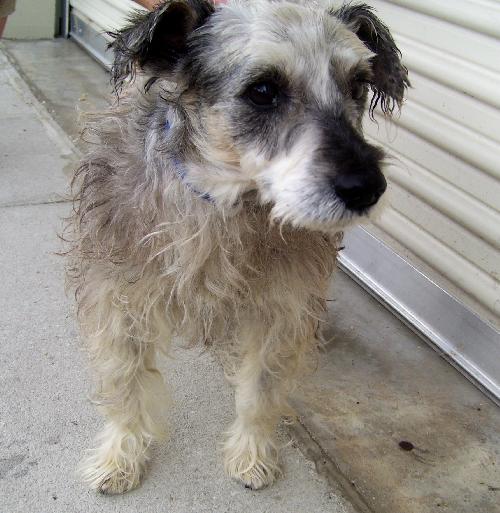 Jingles the Schnauzer