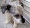 Jingles the Schnauzer