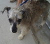 Jingles the Schnauzer