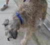 Jingles the Schnauzer