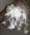 Jingles the Schnauzer
