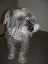 Jingles the Schnauzer