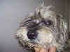 Jingles the Schnauzer