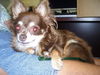 Pepe the Senior Chihuahua
