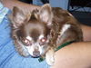 Pepe the Senior Chihuahua