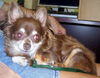 Pepe the Senior Chihuahua
