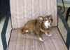Pepe the Senior Chihuahua