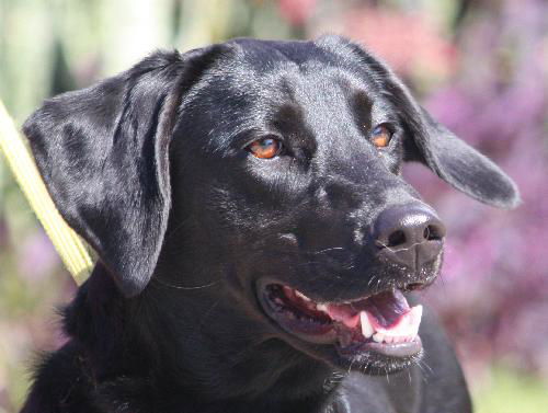 Peggy (Molly) the Playful Lab