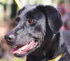 Peggy (Molly) the Playful Lab