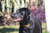 Peggy (Molly) the Playful Lab