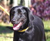 Peggy (Molly) the Playful Lab