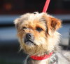 Mop the Terrier