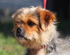 Mop the Terrier