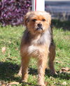 Mop the Terrier