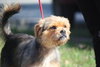 Mop the Terrier