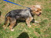 Mop the Terrier