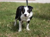 Rue the Sweetie