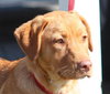 Rosebud the adorable puppy