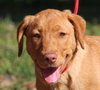 Rosebud the adorable puppy