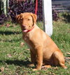 Rosebud the adorable puppy