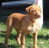 Rosebud the adorable puppy