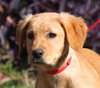 Jewels the adorable puppy