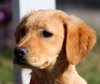 Jewels the adorable puppy