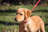 Jewels the adorable puppy