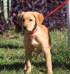 Jewels the adorable puppy
