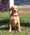Jewels the adorable puppy