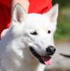 Samson the beautiful husky