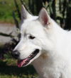 Samson the beautiful husky