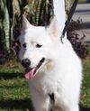 Samson the beautiful husky