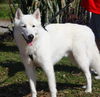 Samson the beautiful husky