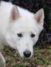 Samson the beautiful husky
