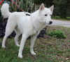 Samson the beautiful husky
