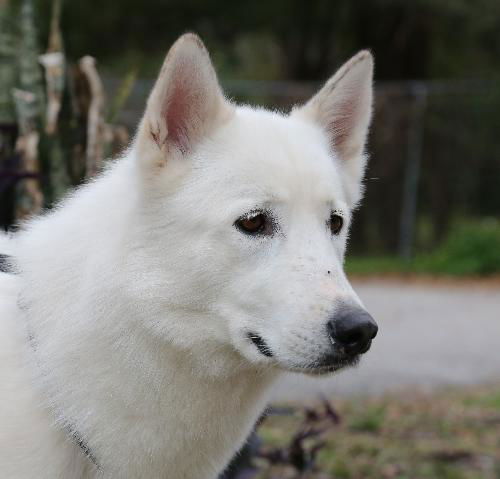 Samson the beautiful husky