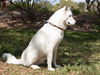 Samson the beautiful husky