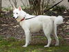 Samson the beautiful husky