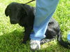Payton the Mini- Lab